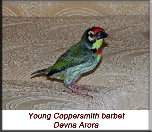 Devna Arora - Sub-adult Coppersmith barbet
